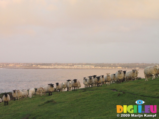 SX09896 Sheep lined up